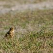 Pipit farlouse